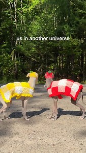 Maybe in another universe we’re two little Italian Greyhounds trotting along in crocheted jackets Crocheted looks by @bootscootincrochet | Tika the Iggy