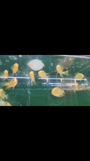 Amazing sizes on these albino Heckelii Colors are really popping. | Jack Wattley Discus