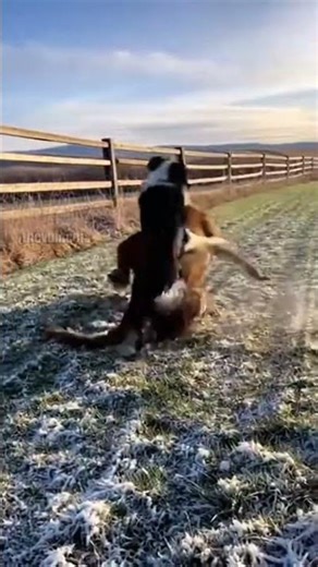 Brave Dog Saves Foal From Mountain Lion!