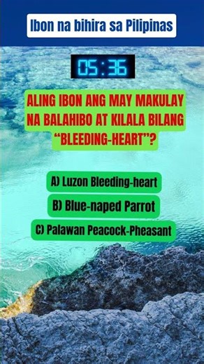 Makukulay na Ibon #neks #generalknowledge #paradisephilippines