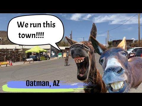 Warning: The Oatman Donkeys Will Mug You for Snacks.
