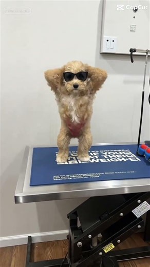 Dancing diva #cockapoo #puppy #cute