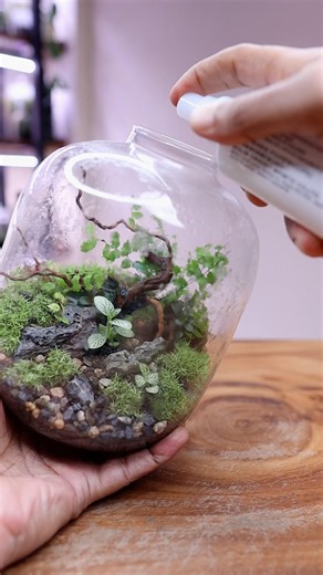 Forest terrarium🌿after 3 weeks