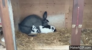 Rabbit Fucking!!! on Make a GIF