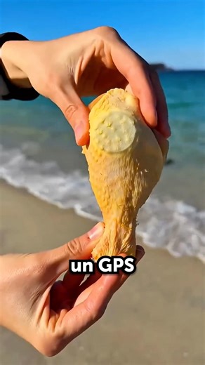 Le GPS Caché Dans Un Poulet 😲🐔
