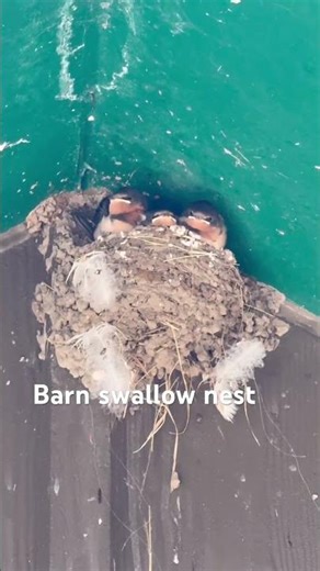Barn swallow chicks just hanging out above the outhouse along the Snake River #barnswallow