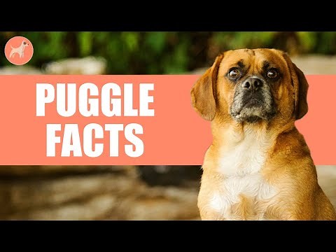 Puggle Dogs: 7 Amazing Facts You Must Know