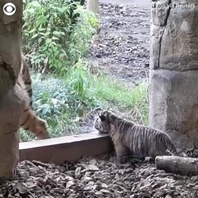 AW! This Sumatran tiger cub took its first steps -- or first tumble -- outside at the ZSL London Zoo. The zoo tweeted "Cute Alert! ... our adorable month-old tiger cub taking it's very first wibbly-wobbly steps outside with proud mum Gaysha looking on." | Atlanta News First