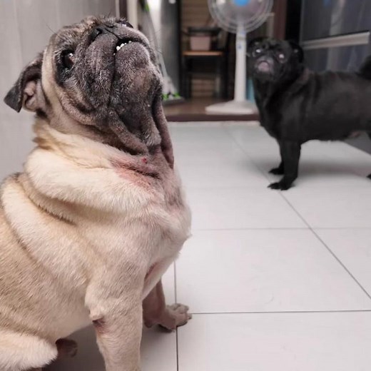 pugs breakfast #animals #巴哥犬 #pug #mypug #pets #funny #cute #puglife #puppy #巴哥