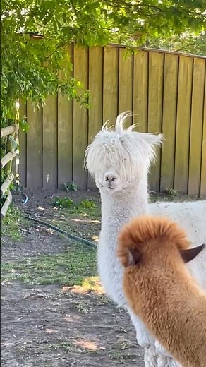 5 Animals! 🐪🐑🦅🦙🐰 #kidssongs #kidsvideo #kids #toddlers #explore #fun #learning #animals #song