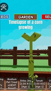 Timelapse of a corn growing #growagarden