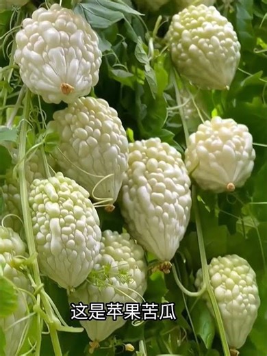 A showcase of niche vegetables! 90% of people have never seen them, the last one is especially am...