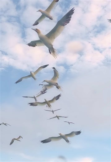 If you have never seen gannets diving off the Yorkshire coast properly, it is something you will never forget. When the feeding starts, the whole colony comes alive; birds circling, plunge-diving at speed, and passing right next to you. Watching diving gannets off the Yorkshire coast is one of the best wildlife spectacles in the wildlife world! ——————— Spaces still available via link in my bio🔗 (www.yorkshirecoastnature.co.uk) ——————— Shot By: Canon 1DX MKII ——————— Northern gannet, Morus bassa