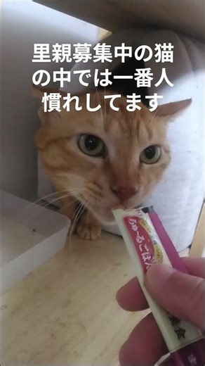 ぽちゃくんのちゅ～る #cat #ねこ #猫のいる暮らし#保護猫