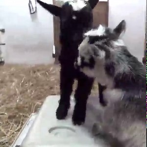 115K views · 10K reactions |  goats were born this spring and honestly things are pretty wild in the barn  These kids are being cared for behind the scenes and will be ready to meet you in the Goat Yard next summer. | Milwaukee County Zoo | Facebook