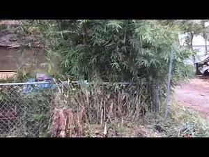 How to naturally KILL and REMOVE BAMBOO!