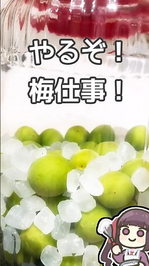 梅シロップ 準備完了編