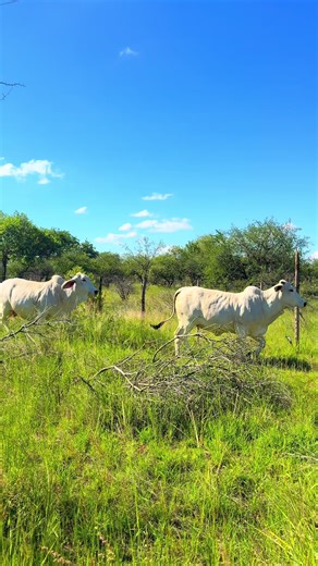 White Brahmans: The Strength of Purposeful Farming