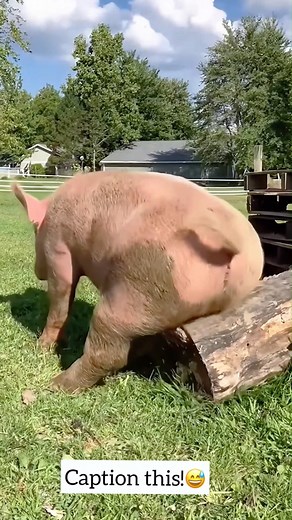 Micro to Monster - Animal Growth That’ll Blow Your Mind! Witness the incredible journey of a small animal as it transforms into a ferocious beast! 🐾🌍 This powerful short video showcases the animal's migration path, life cycle, and shocking transformation — from a domesticated pet to a wild predator. From small and sweet to wild and powerful — discover nature’s most breathtaking animal growth stories. 🌱➡️🦌 Every transformation tells a tale of survival and strength. 💬 Drop a comment: Which on