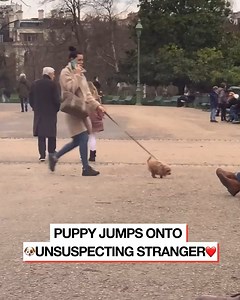 444K views · 648 reactions | I don't think the stranger was a dog person...  | Do It Yourself | Facebook