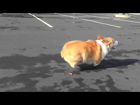 Watson the Corgi ^^ running at 240fps