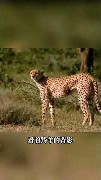 Cheetah's Shocking Fall: Arm Breaks on Impact