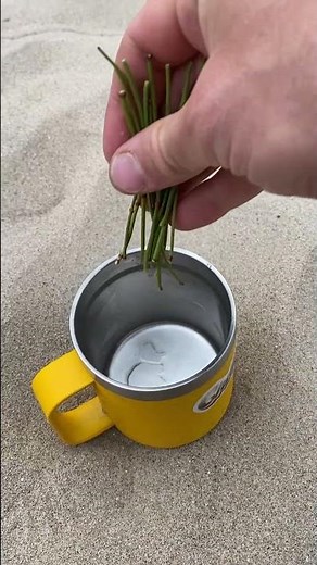 Harvesting and Brewing a Cup of Mormon Tea
