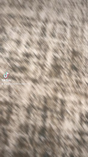 18K views · 1.8K reactions | It’s called a sploot. | Georgia Police K9 Foundation | Facebook