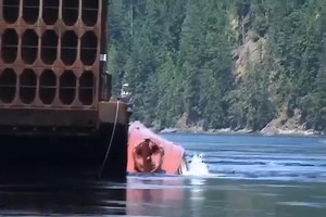 128K views · 515 reactions | A prime example of Tug Gurding. Tug...