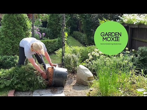 How to Plant a Container Grown Arborvitae