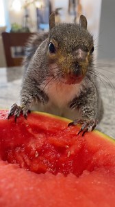 Watermelon Diving 🍉 #watermelondiving #watermelonpig #watermelonmustache #likeatinystbernard #whohasatintsnorkel #mommyandthumb #littlethumbelinagirl #lifewiththumbelina #teamthumbelina | Little Thumbelina Girl