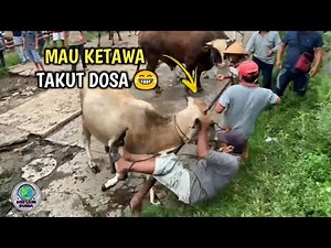 Bikin Ngakak🤣! Sapi Kurban Mengamuk Seruduk Warga! || Kejadian² Sapi Ngamuk Idul Adha 2022