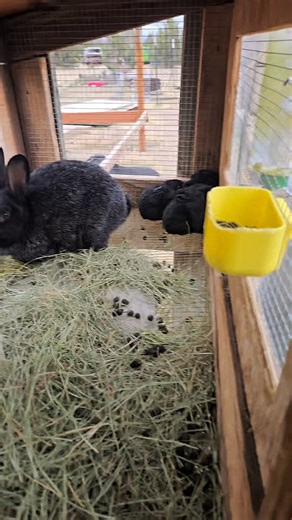 Sliver fox kits!!! | Mayday Farms Rabbitry