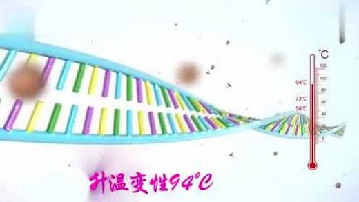 PCR技术原理动画演示