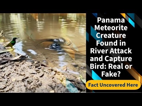 Panama Meteorite Creature Found in River Attack and Capture Bird: Real or Fake?