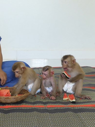 Baby Monkey Bom's Family | Mr Bon