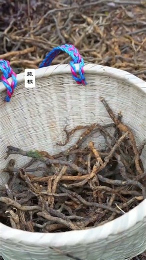 Traditional Method of Making Fern Root Powder: A Wild Delicacy Passed Down for Thousands of Years！