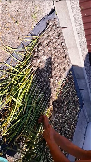 Harvest Garden on Instagram: "Six Years of Our Gardening (Episode 25). This is a series of videos about our gardening over six years. I will briefly show you how everything happened in our garden from 2020 until the end of 2025. Friends, please forgive me for the video's format (you'll have to rotate your phone 90 degrees). If you find this format uncomfortable, please let me know in the comments, and I won't publish any more videos like this"