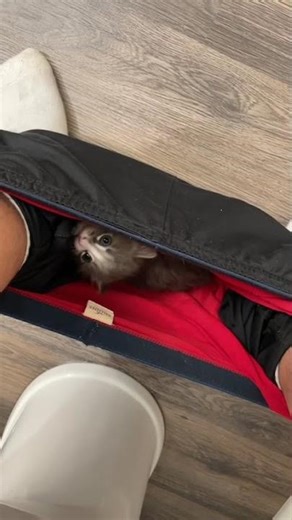 Cute baby kitten moment 😂 #kitten #cutecat #wholesome