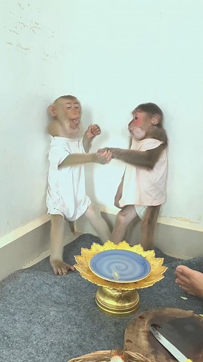 18 reactions | cute icy and Bryyan listen mom cute #cute #monkeys #cute #animals #MonkeyBelly | Monkey Loader | Facebook