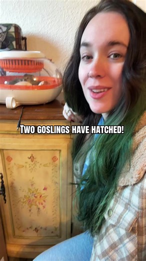 I swear we're not gonna be able to see a single one of these turds hatch 🫣 after everything they've put us through!😤😆 #Homestead #Homesteading #Geese #FarmLife #Chickens