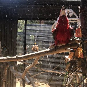 The baby macaws got their first shower today and omg, did they have a blast! In my practice consulting with companion parrot owners, I hear all the time how Parrots don’t like showers. I think a big part of the reason is when they get forced to do so from an early age by well-meaning folks who are trying to keep their loved ones healthy. We always offer our parrots the opportunity to shower but they don’t have to. Little baby greenwing here was the first to give it a “taste” and everyone followe
