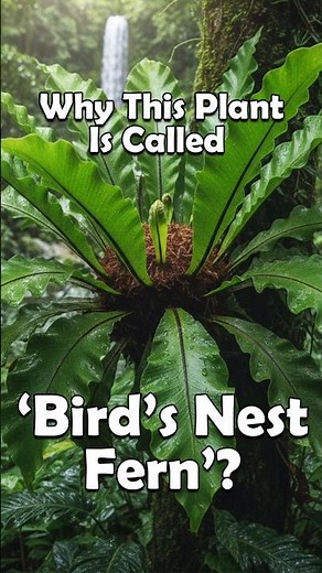 Bird’s Nest Fern 🌿 | The Real ‘Living Nest’ Plant #indoorplants #ferns