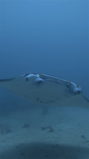 8.8K views · 215 reactions | In 2023, National Geographic Pristine...