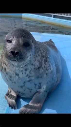 seal🥰 #seal #sealife
