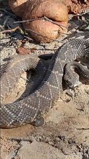 Aqui na roça o sistema é bruto, uma picada, 15 min. de vida