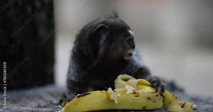 Wild common marmoset eating banana and looking around - isolated shot