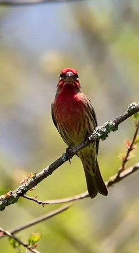 House Finch Singing Close-Up