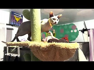 Unveiling the Ultimate Cat Paradise: Cactus-Style Cat Tree Assembly & Review