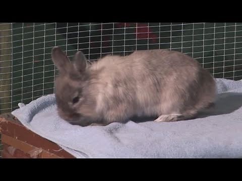 How To Arrange Rabbit Bedding